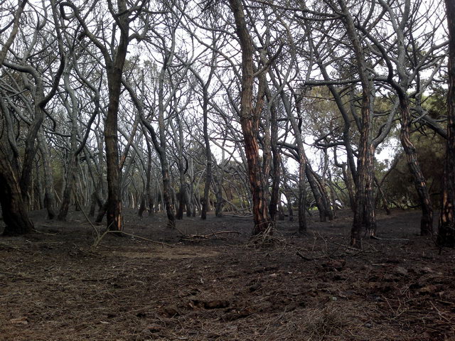 Parte de la pineda de Llevant Mar (Gav Mar) despus de ser quemada en un incendio (19 Mayo 2012)